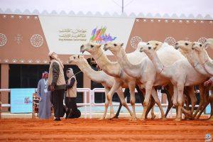 مقارنة بالعام الماضي.. 20% ارتفاع مبيعات مزادات الإبل بمهرجان الملك عبدالعزيز