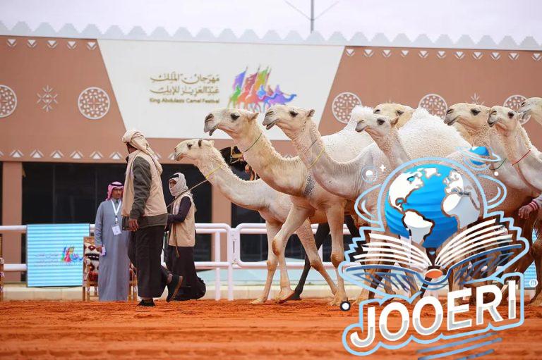 مقارنة بالعام الماضي.. 20% ارتفاع مبيعات مزادات الإبل بمهرجان الملك عبدالعزيز