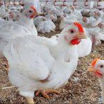 7 جنيهات دفعة واحدة| أسعار الدواجن اليوم الإثنين.. الكيلو بكام؟