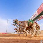 بأكثر من 320 شوطًا تنافسيًا..اختتام الفعاليات الثقافية لمهرجان الملك عبدالعزيز للإبل