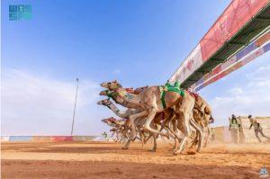 بأكثر من 320 شوطًا تنافسيًا..اختتام الفعاليات الثقافية لمهرجان الملك عبدالعزيز للإبل
