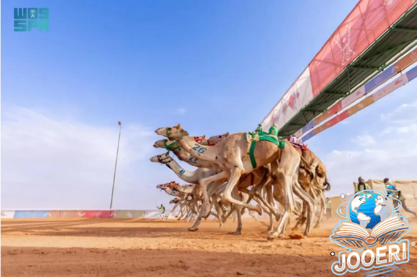 بأكثر من 320 شوطًا تنافسيًا..اختتام الفعاليات الثقافية لمهرجان الملك عبدالعزيز للإبل