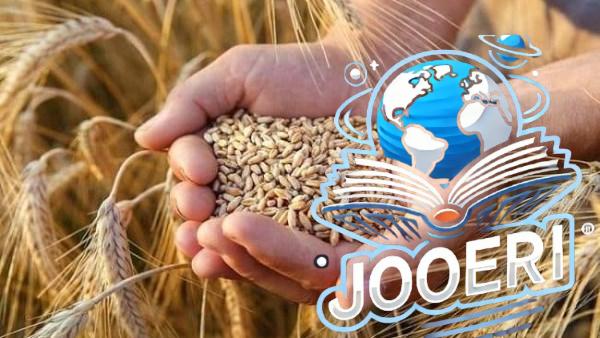 زراعة 23 ألف فدان قمح من الأصناف الأعلى إنتاجا