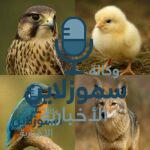 أشهر الحيوانات التي تبدأ بحرف الصاد وحقائق مذهلة عنها