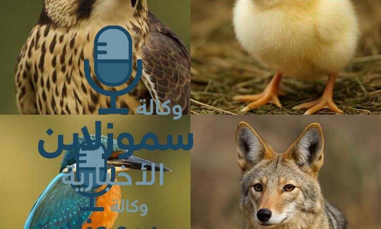 أشهر الحيوانات التي تبدأ بحرف الصاد وحقائق مذهلة عنها